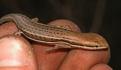 Trachylepis varia