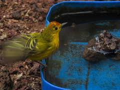 Setophaga petechia aureola