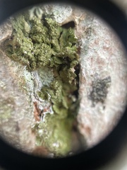 Melanelixia glabratula