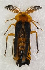 Dryptelytra cayennensis