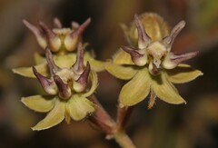 Asclepias stellifera