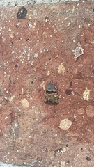 Cobubatha lixiva