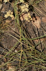 Asclepias stellifera