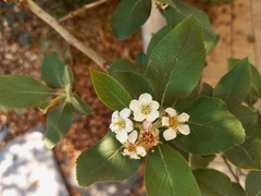 Crataegus mexicana