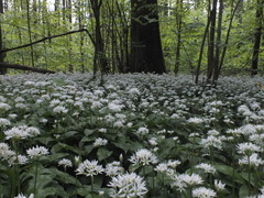 Allium ursinum