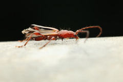 Allotraeus rufescens