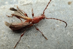 Allotraeus rufescens