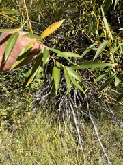 Salix laevigata