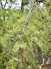 Cupressus macrocarpa