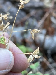 Thalictrum fendleri
