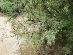 Cupressus macrocarpa