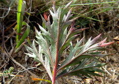 Pelargonium pillansii