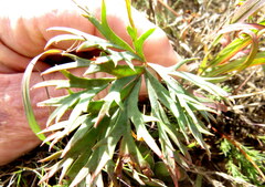 Pelargonium pillansii