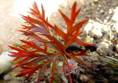 Pelargonium pillansii