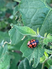 Epilachna mexicana
