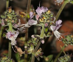 Ocimum obovatum