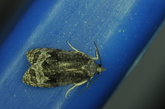 Apotomis capreana