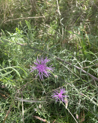 Centaurea jacea