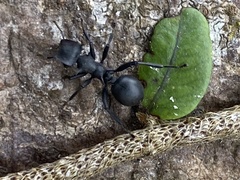 Cephalotes atratus
