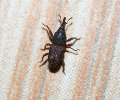 Sitophilus