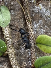 Cephalotes atratus