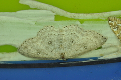 Cyclophora pendulinaria