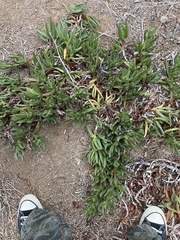 Carpobrotus