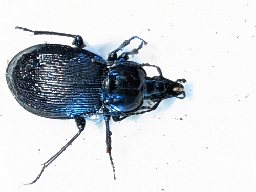 Canada Snail-eating Beetle photo 5