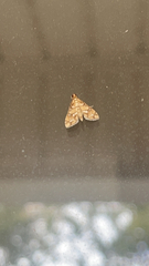 Hileithia magualis
