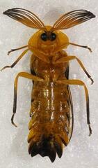Dryptelytra cayennensis