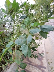 Cyclachaena xanthiifolia