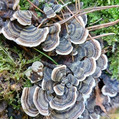 Trametes versicolor