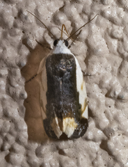 Tarache expolita