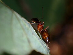 Camponotus americanus