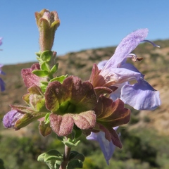 Salvia dentata