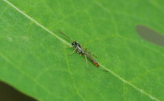 Campopleginae