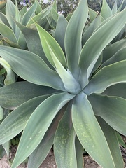Agave attenuata
