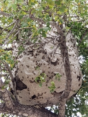 Brachygastra mellifica