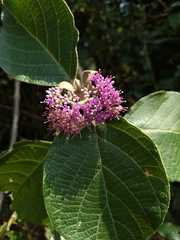 Callicarpa macrophylla