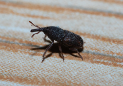 Sitophilus
