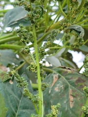 Cyclachaena xanthiifolia