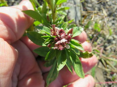 Polanisia dodecandra