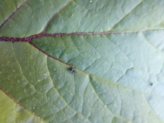 Curculionoidea