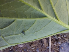 Curculionoidea