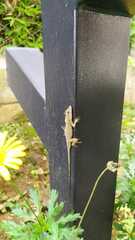 Anolis mariarum