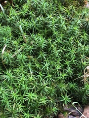 Polytrichum formosum