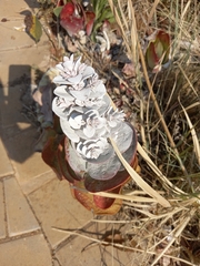 Kalanchoe luciae