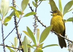 Orthogonys chloricterus