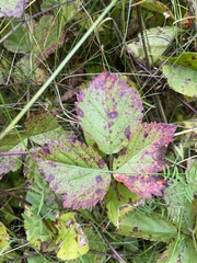Rubus flagellaris