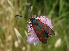 Zygaena filipendulae